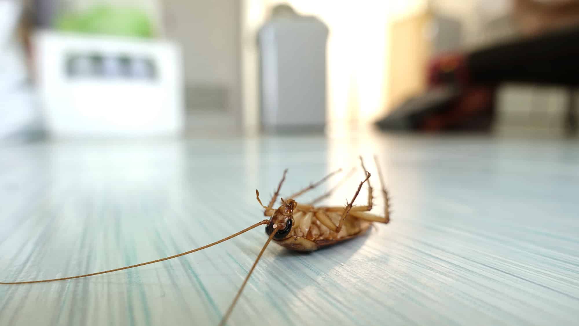Expert Cockroach Extermination in McAllen Hero Image