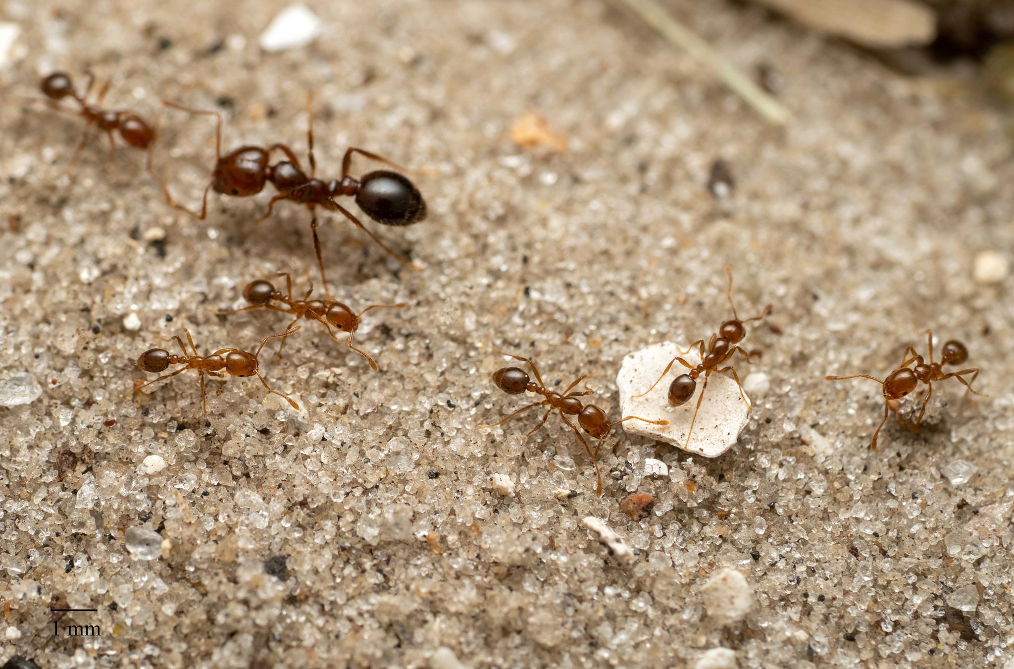 Reliable Ant Control in McAllen