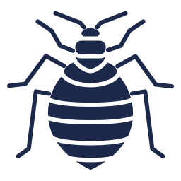 bed bug