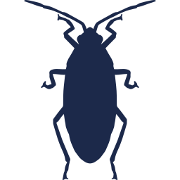 roach