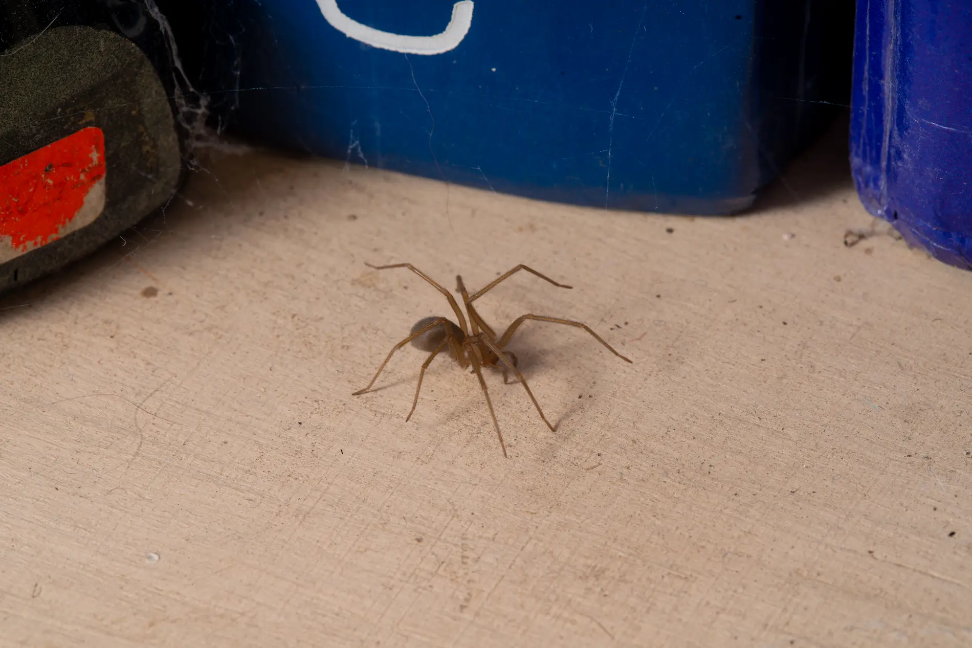 Dangerous Spiders in the Valley