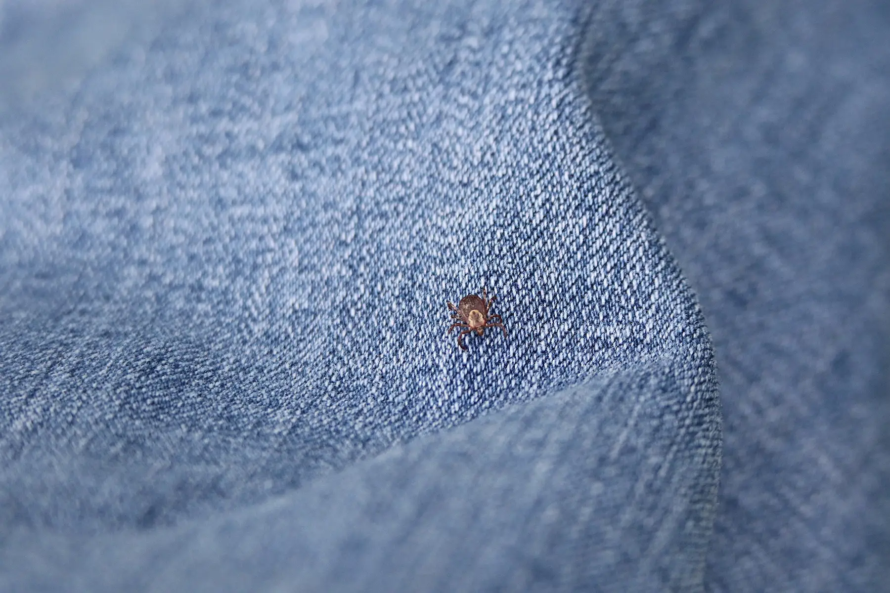 Why Fleas Survive the Flea Bomb