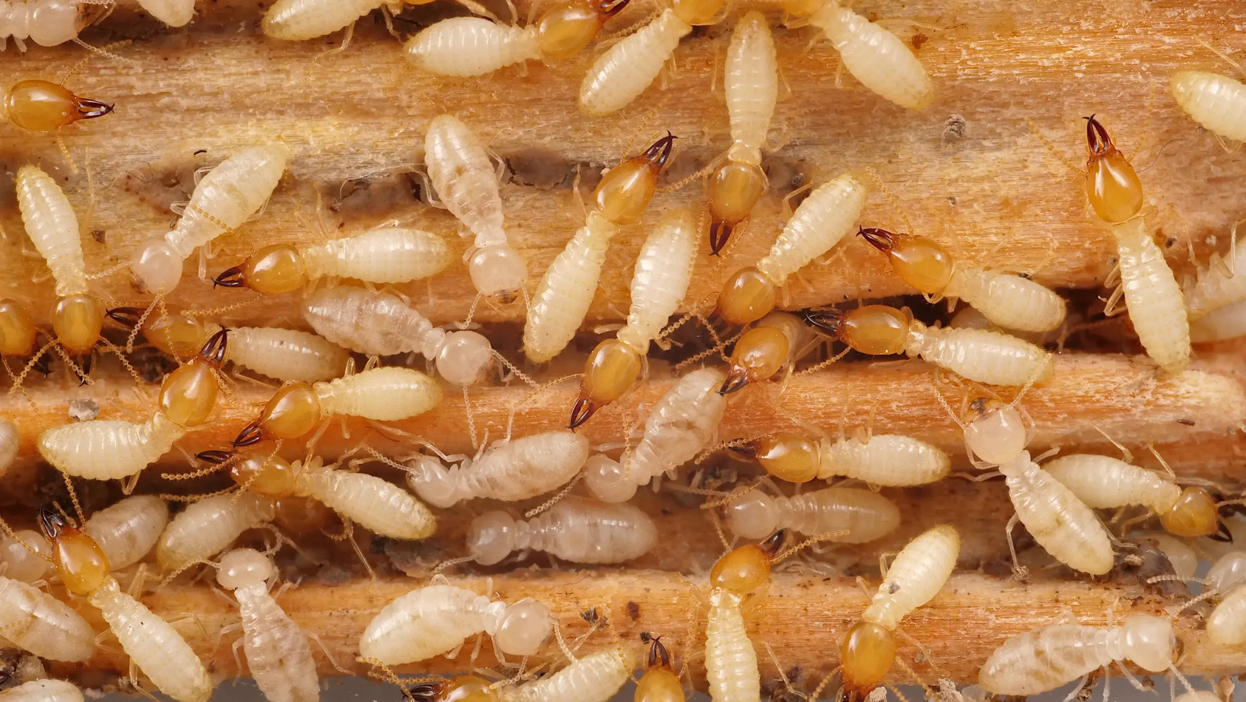 coptotermes-subterranean-termites.jpg
